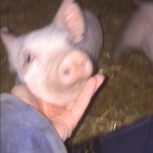 Meet your Posher, Ariel